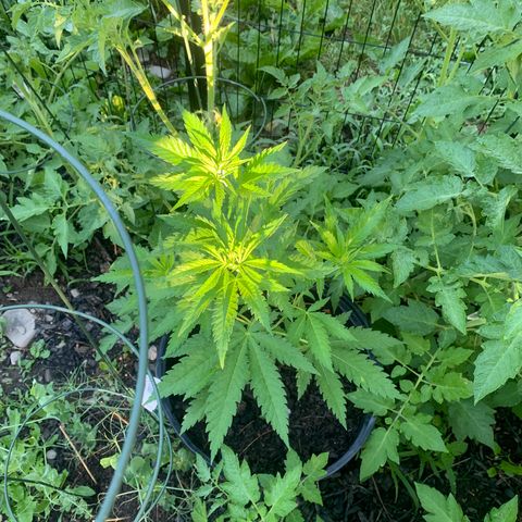 Chocolope  growlog timeline photo