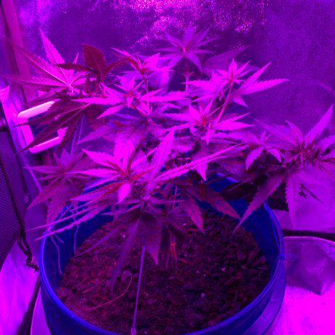 Blue dream  growlog photo: Day two flower 