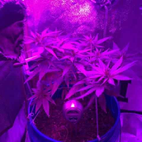 Blue dream  growlog photo: Day two flower 