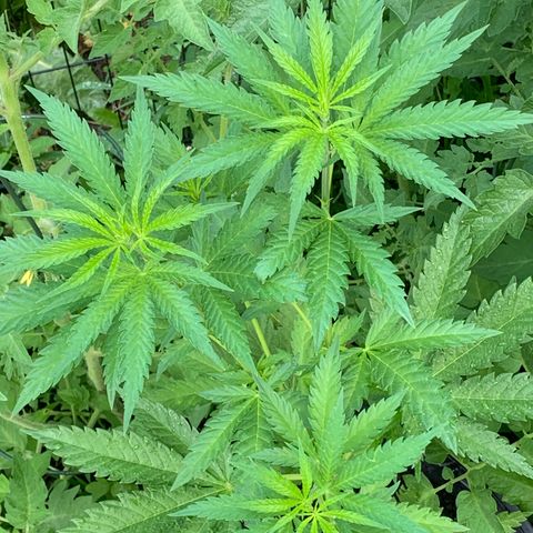 Chocolope  growlog timeline photo