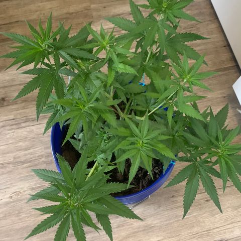 Blue dream  growlog timeline photo
