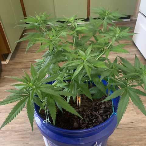 Blue dream  growlog timeline photo