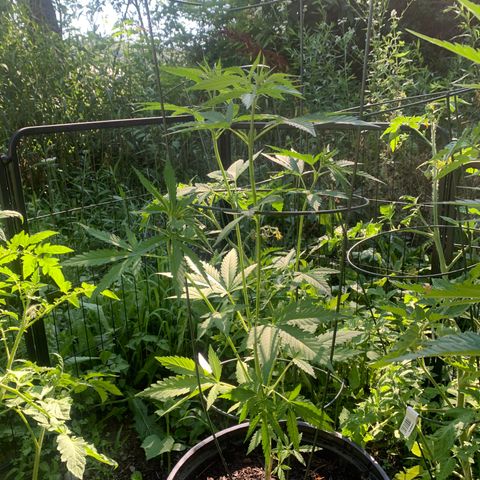 Chocolope  growlog timeline photo