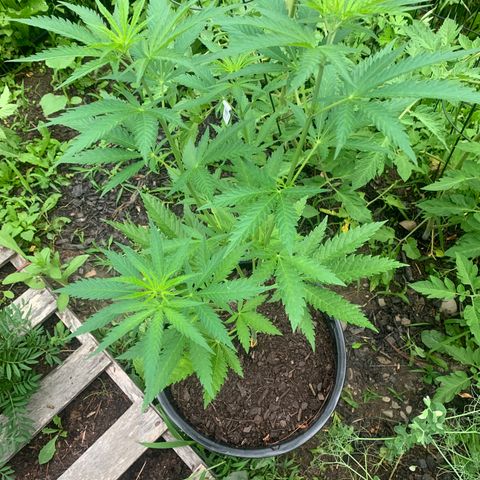 Chocolope  growlog timeline photo