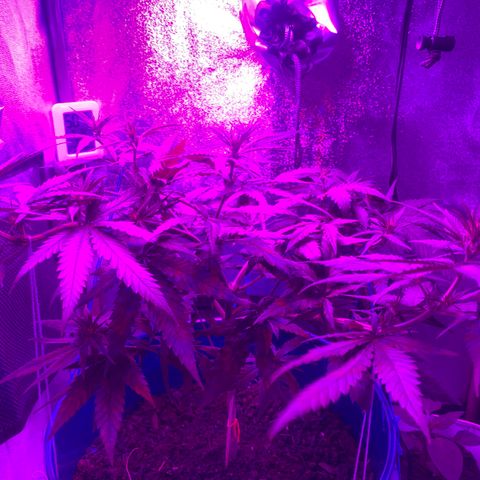Blue dream  growlog photo: Buds are starting to form