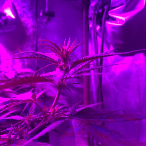 Blue dream  growlog photo: Budz