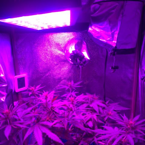 Blue dream  growlog photo: Budz