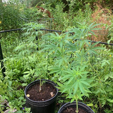 Chocolope  growlog timeline photo