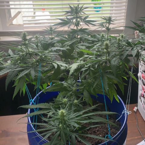Blue dream  growlog timeline photo