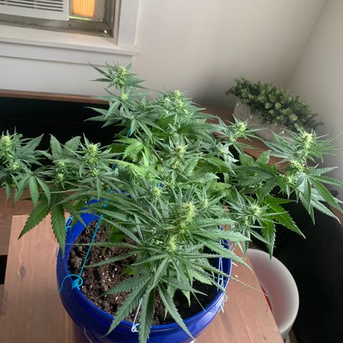 Blue dream  growlog timeline photo