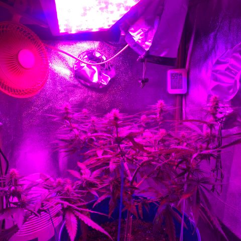 Blue dream  growlog timeline photo