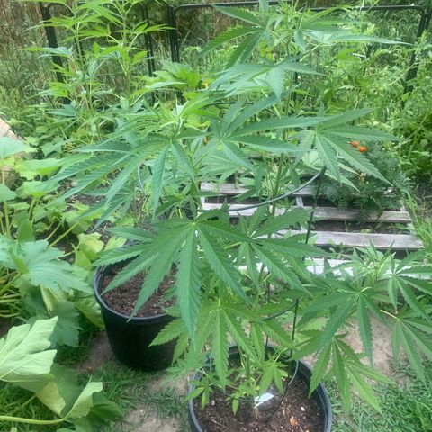 Chocolope  growlog timeline photo