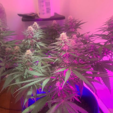 Blue dream  growlog timeline photo