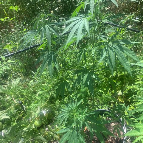 Chocolope  growlog timeline photo