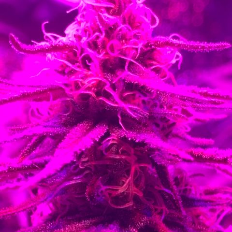 Blue dream  growlog timeline photo
