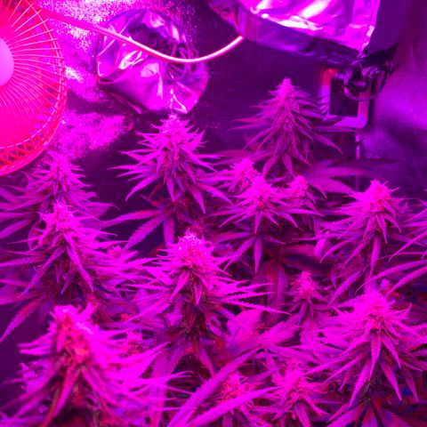 Blue dream  growlog timeline photo