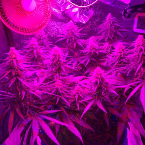 Blue dream  growlog timeline photo