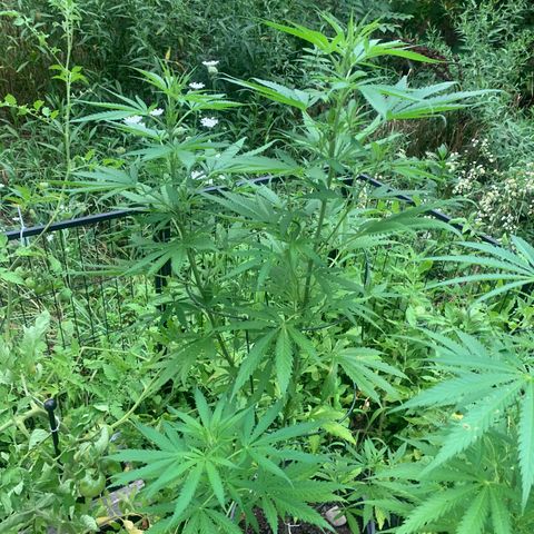 Chocolope  growlog timeline photo