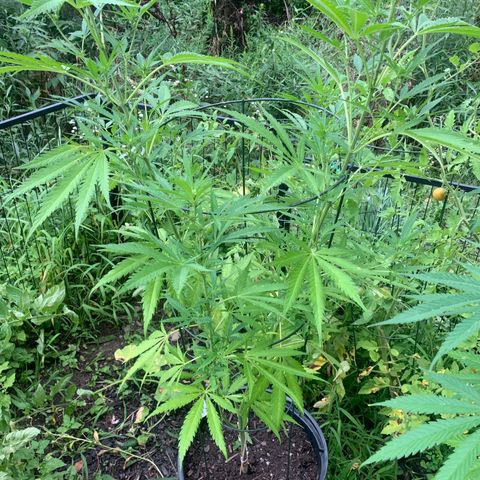 Chocolope  growlog timeline photo