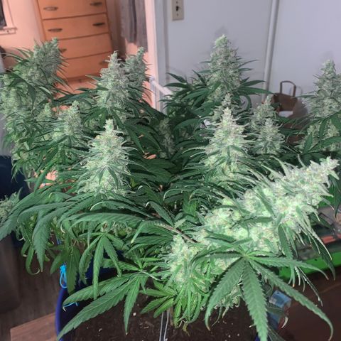 Blue dream  growlog timeline photo