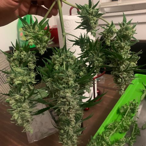 Blue dream  growlog timeline photo