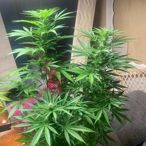 Chocolope  growlog timeline photo