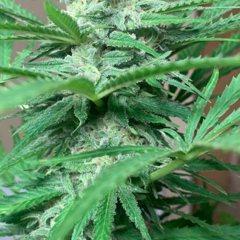 Chocolope  growlog timeline photo