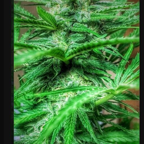 Chocolope  growlog photo: Cut down day 