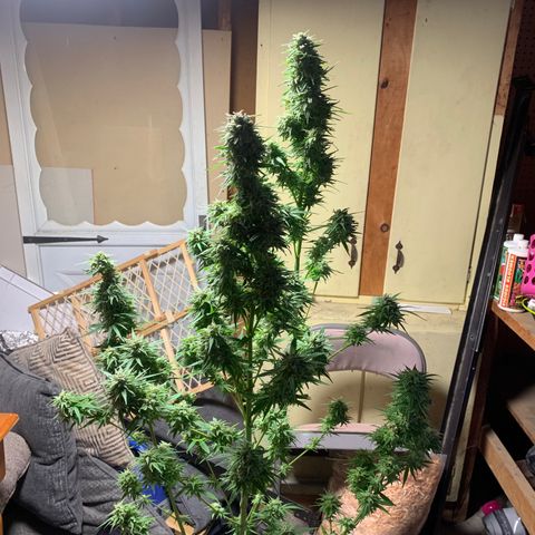 Chocolope  growlog photo: Cut down day 