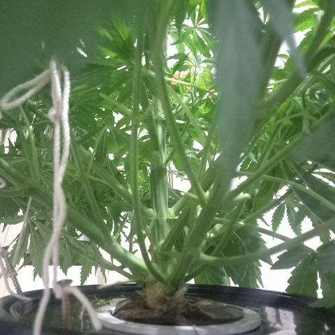 Tita growlog timeline photo