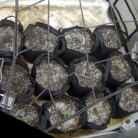 Lemon Kush  growlog photo: 5 x 1 week old 
7 x 4 days old