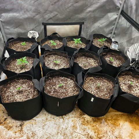 Lemon Kush  growlog timeline photo