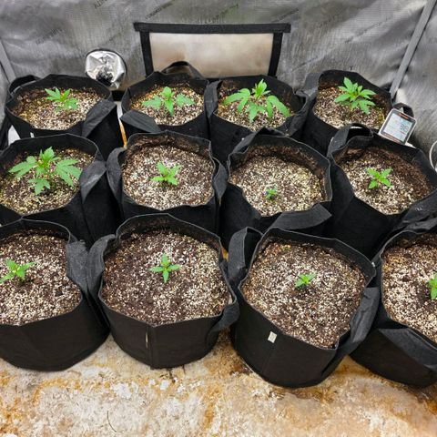 Lemon Kush  growlog timeline photo