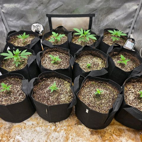 Lemon Kush  growlog timeline photo
