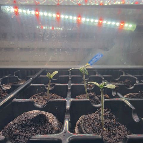 Lemon Kush  growlog photo: Seedlings day 3