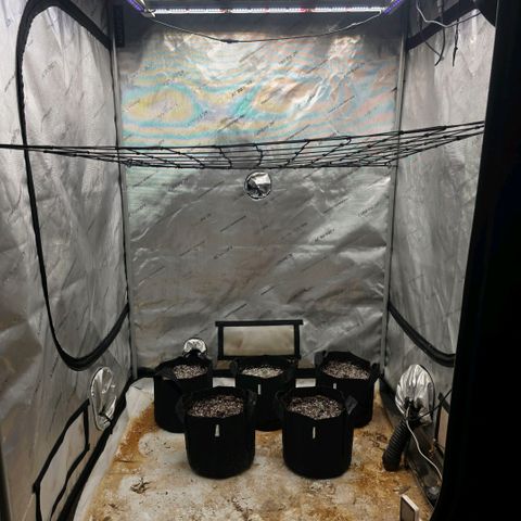 Lemon Kush  growlog photo: Transplanted five of the seedlings based on size. 