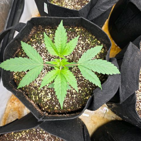 Lemon Kush  growlog photo: Stable environment. Tent temp 80. Humidity 59. Strong growth at day 