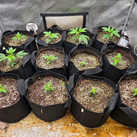 Lemon Kush  growlog photo: Stable environment. Tent temp 80. Humidity 59. Strong growth at day 