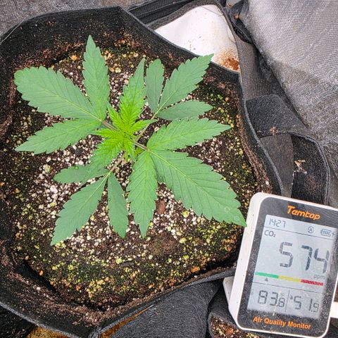 Lemon Kush  growlog photo: Stable environment. Tent temp 80. Humidity 59. Strong growth at day 