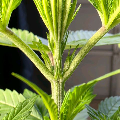 Lemon Kush  growlog photo: Sexing is pretty close. Growth is very good. Even the runt is healthy. 