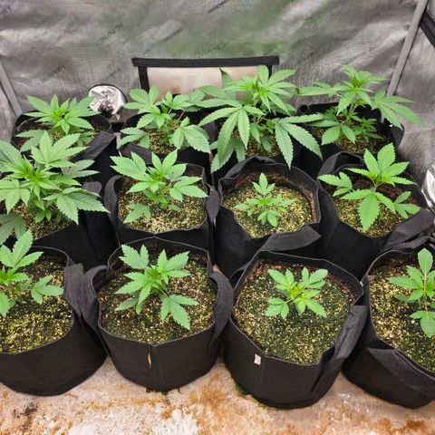 Lemon Kush  growlog photo: Sexing is pretty close. Growth is very good. Even the runt is healthy. 