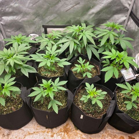 Lemon Kush  growlog timeline photo
