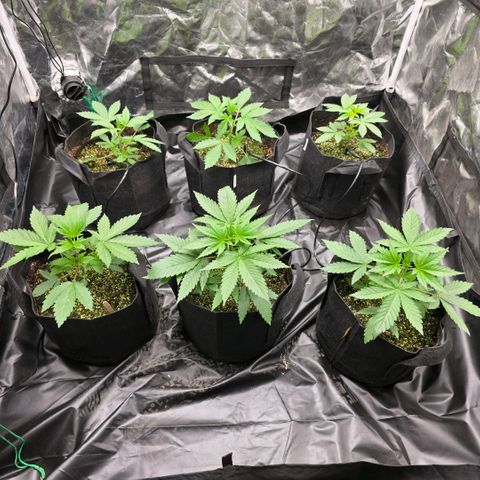 Lemon Kush  growlog photo: Moving day 