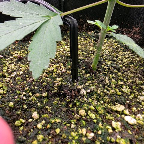 Lemon Kush  growlog photo: Moving day 