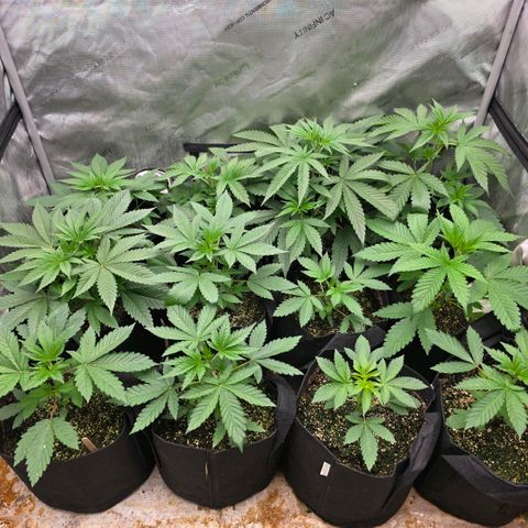 Lemon Kush  growlog photo: Moving day 