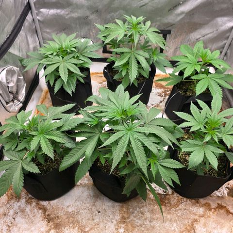 Lemon Kush  growlog photo: Moving day 
