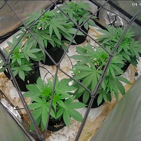 Lemon Kush  growlog timeline photo