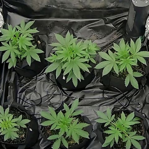 Lemon Kush  growlog timeline photo