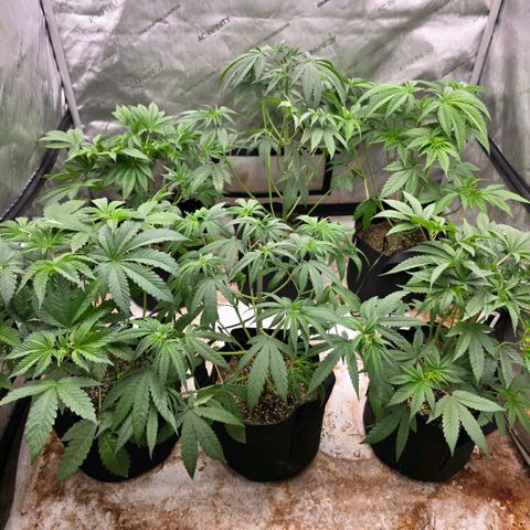 Lemon Kush  growlog timeline photo