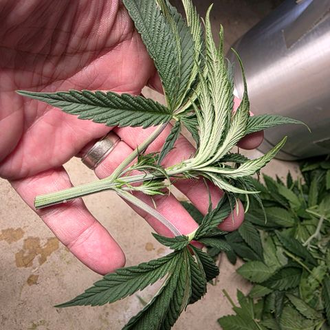 Lemon Kush  growlog timeline photo